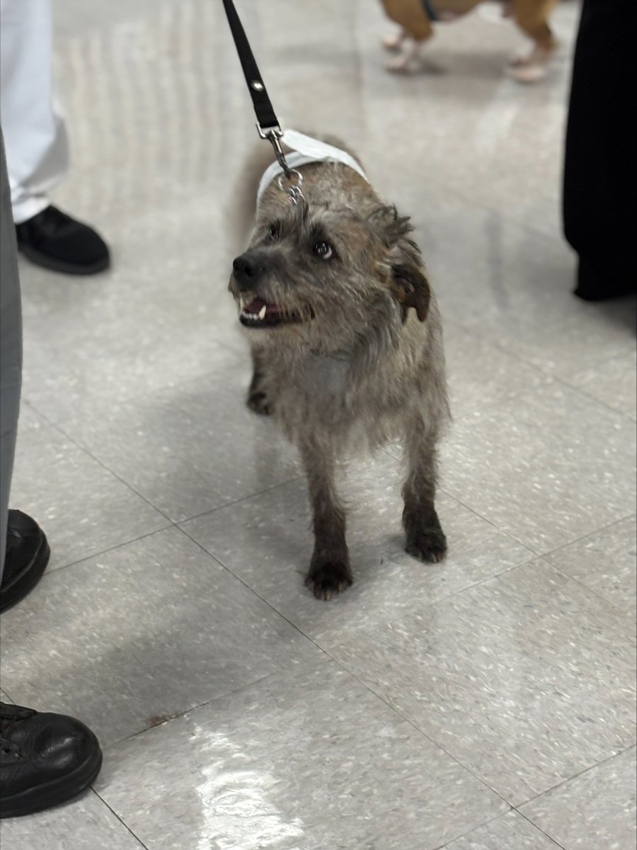GA_Corrections's tweet image. Recently, we celebrated a pawsome graduation at Walker State Prison. Four dogs completed Basic Obedience Training through Chattanooga Animal Alliance.  We appreciate the dedicated offenders and staff who played a vital role in their journey. Your hard work, patience, and…
