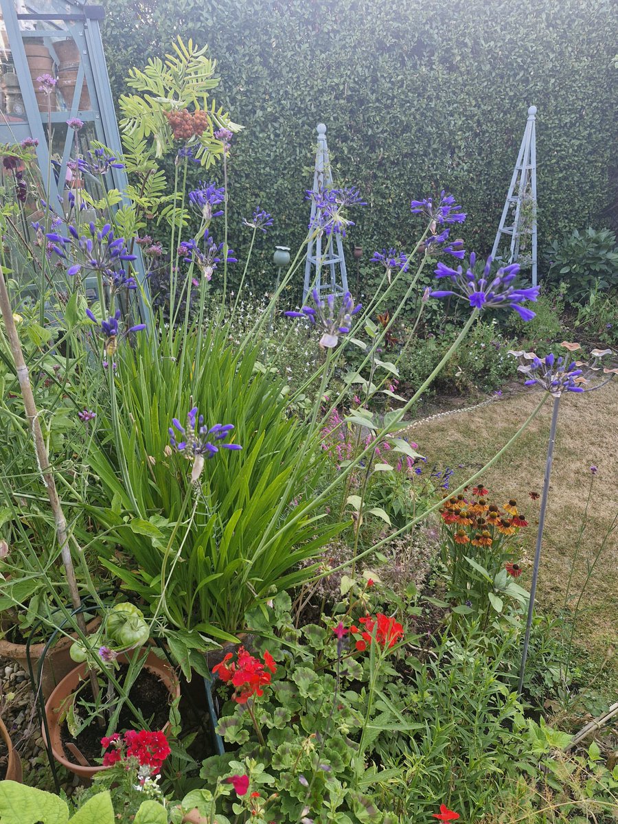 LongFieldMelton's tweet image. Mr Haggett’s garden looking nice in the sunshine! @satrust_ @meltontimes