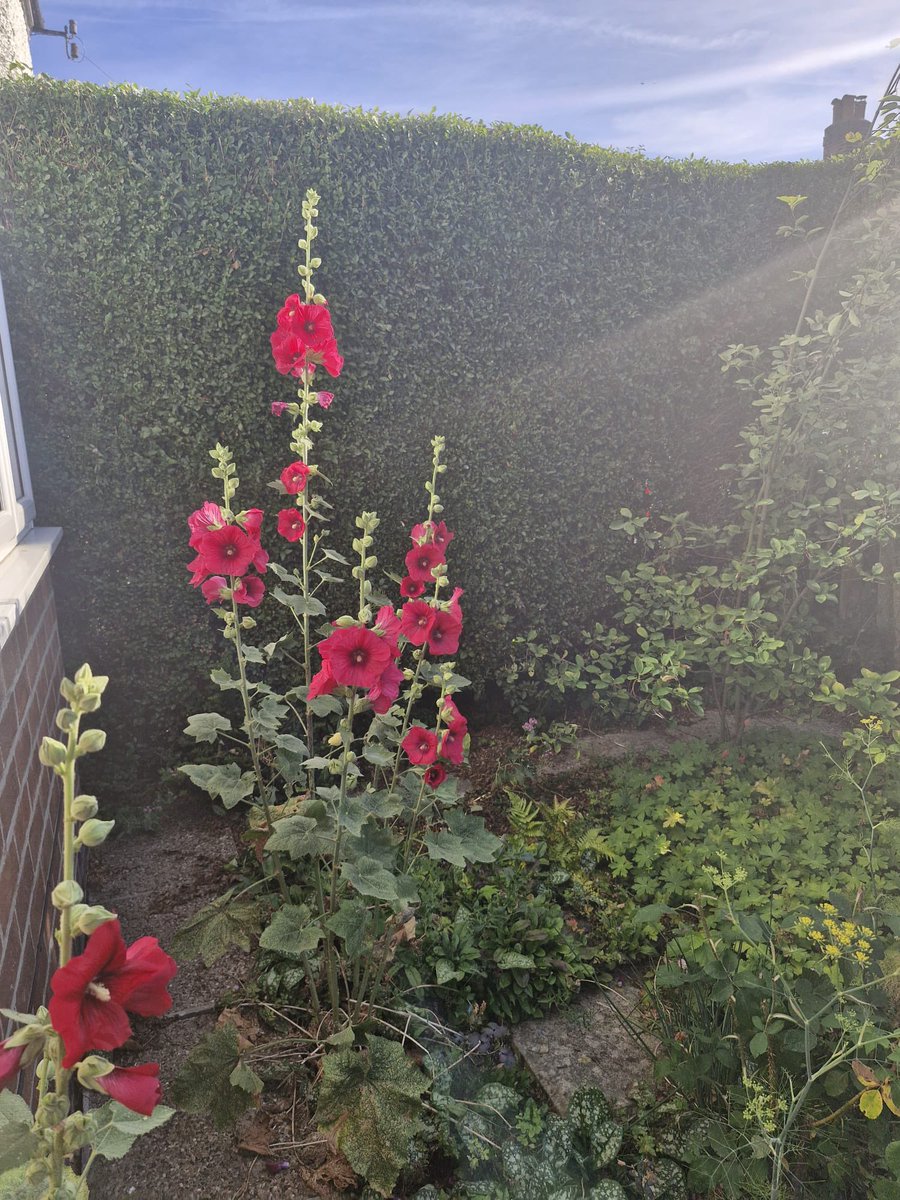 LongFieldMelton's tweet image. Mr Haggett’s garden looking nice in the sunshine! @satrust_ @meltontimes