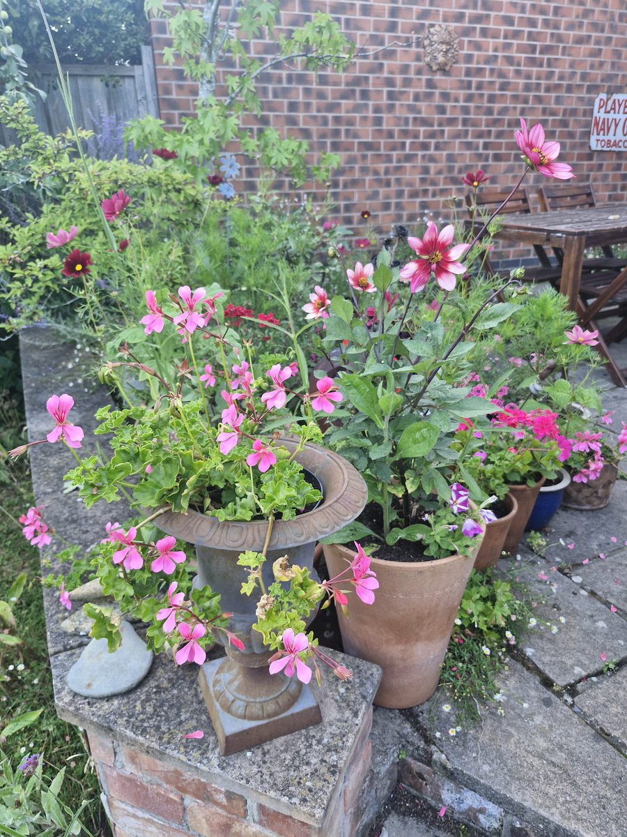 LongFieldMelton's tweet image. Mr Haggett’s garden looking nice in the sunshine! @satrust_ @meltontimes