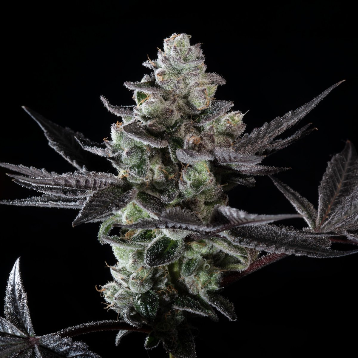 #TropicanaCrush! Zesty Mimosa meets soothing Animal Mints in this vibrant hybrid. Creamy orange notes, uplifting vibes, and a calm landing..👌 perfect for creative days or social flow 😉

🛒 bit.ly/4leiNVF

#paradiseseeds #paradiseseedscommunity #LimitedEdition