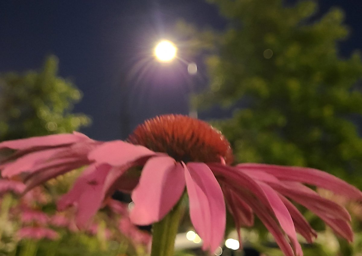 Thursday evening Full Buck Moon 
#FullMoon #July #Nightsky #bcstormwatch #Vancouver #FullBuckMoon #summerinthecity 
#Westcoast #moon #Thursday #ShareYourWeather