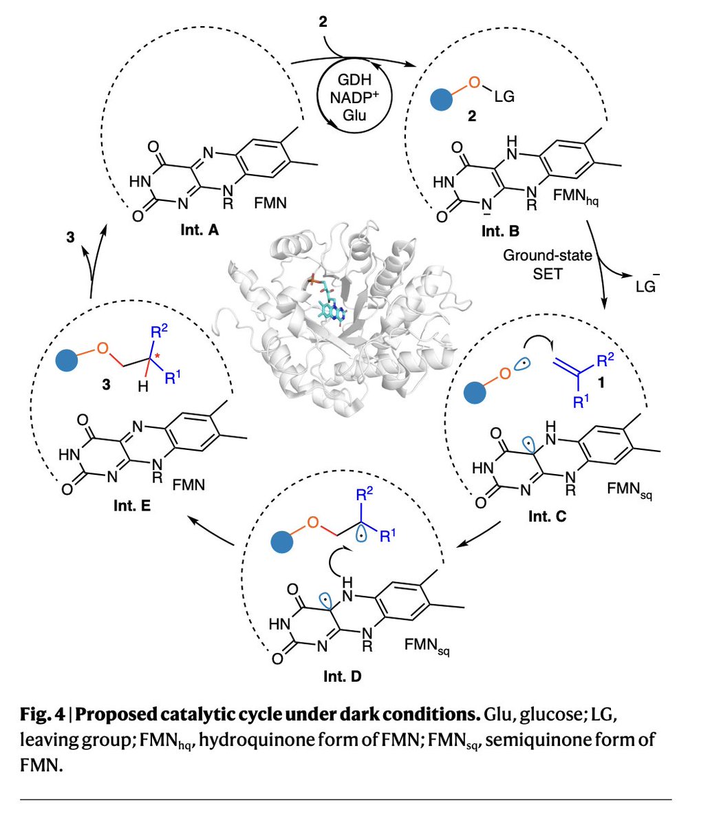EnzymeChemistry's tweet image. Steering oxygen-centred radicals with ground-state ene-reductases for enantioselective intermolecular hydroalkoxylations by Bin Chen, Qiaoyu Zhang, Jinhai Yu, Beibei Zhao, Ran Ge, Zihan Zhang, Ding Luo, Binju Wang, and @huangx513 in @NatureCatalysis nature.com/articles/s4192…
