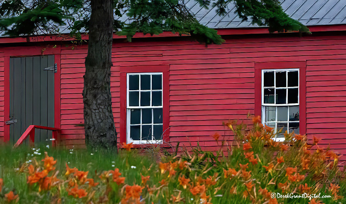 Lilies blooming along Route 127 @ Chamcook, NB ...  #ExploreNB #ExploreCanada #ThePhotoHour #StormHour #Wildflowers #Wildflowerhour #Nature #ShareYourWeather