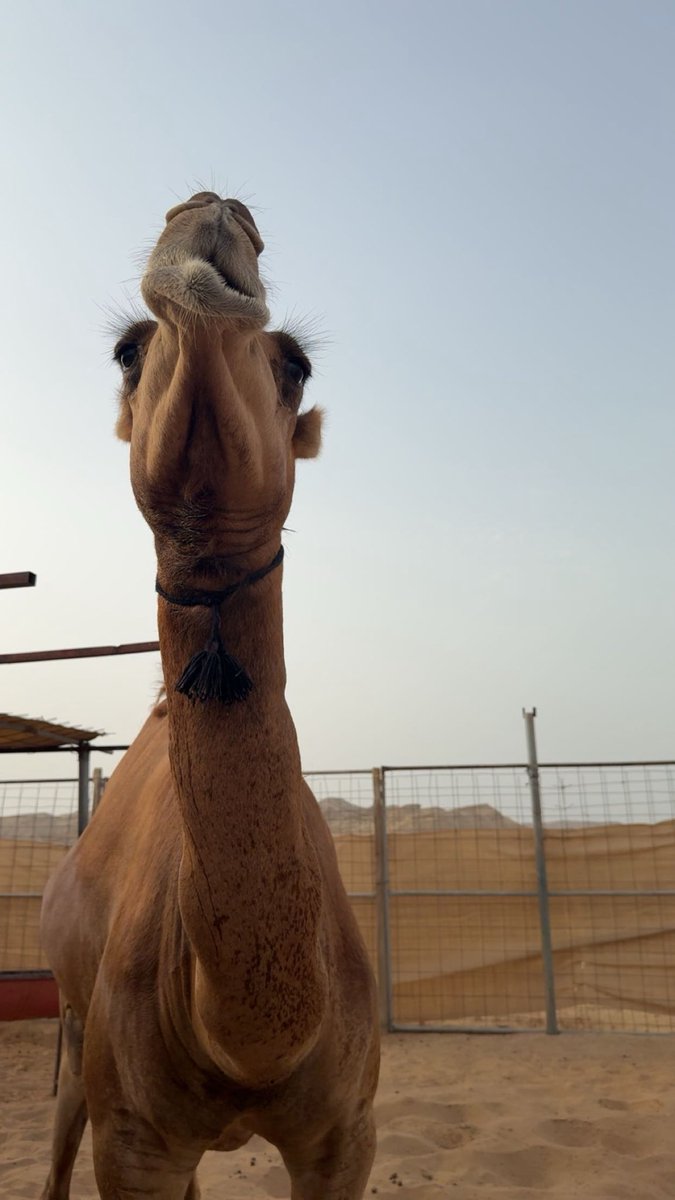 يـٓا هوى البـال يَ زيين الـوصوف ♡.