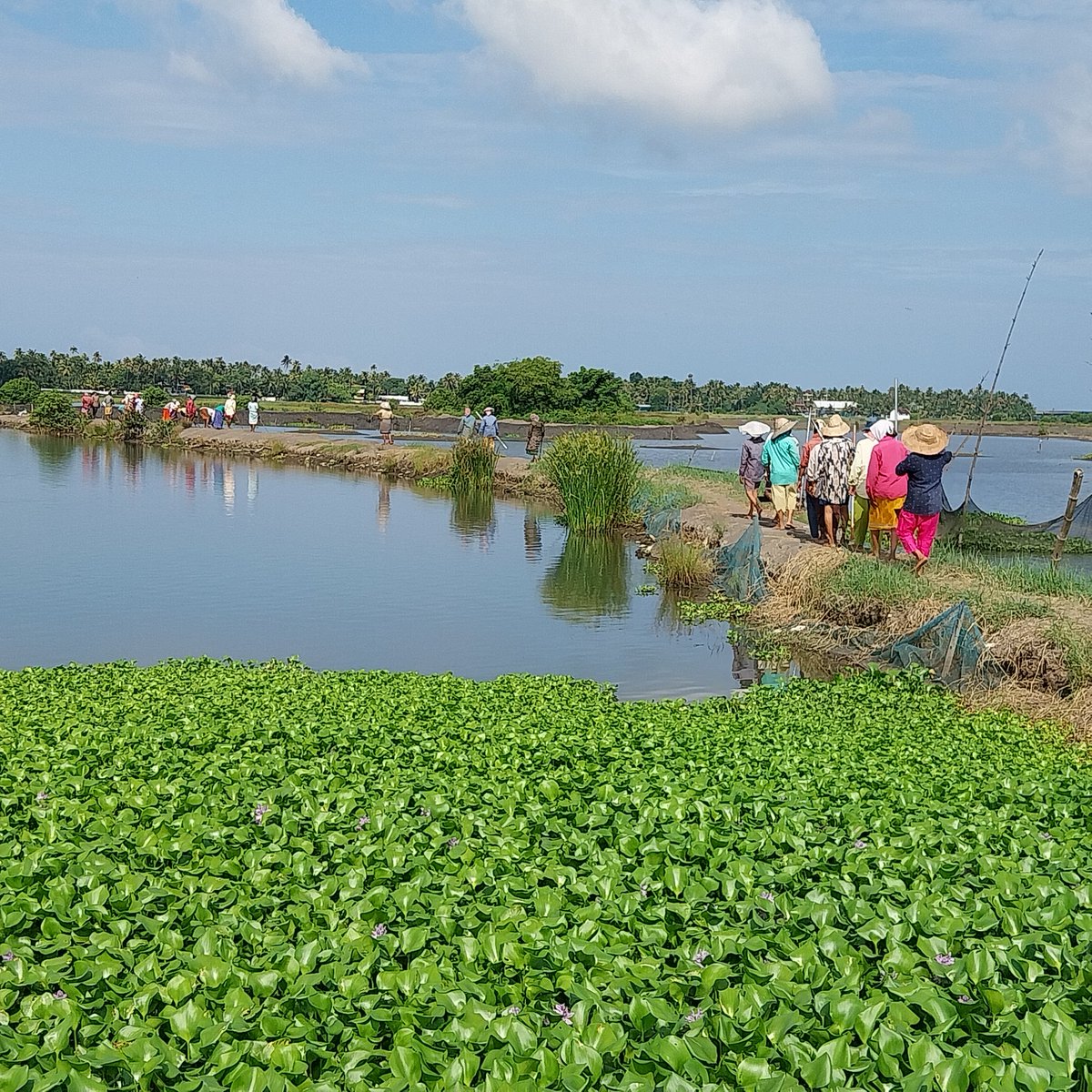 The cluster of scenic islands in the idyllic village of Kadamakudy is a visual delight.<a href="/KeralaTourism/">Kerala Tourism</a> <a href="/kadamakudy/">Kadamakudy Tourism</a> <a href="/dhanyarajendran/">Dhanya Rajendran</a>
