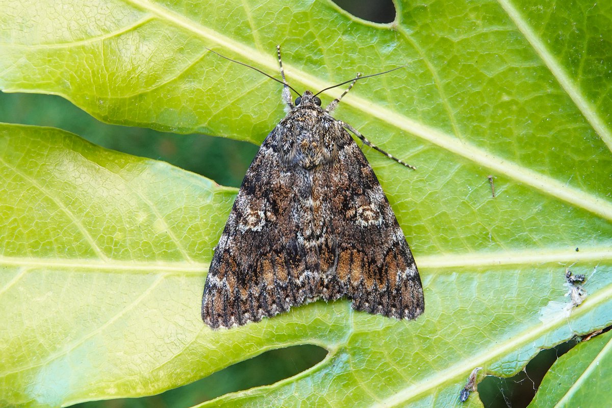 dartfordtrapper's tweet image. Just got back this morning at 4:30 am from some mobile trapping on chalk downland (160+) and was very pleased to find this Dark Crimson Underwing on the wall under my kitchen window. I think this is the fourth garden record. Dartford VC16.
