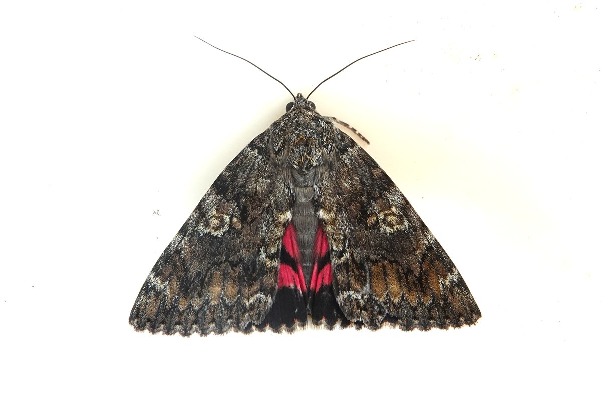dartfordtrapper's tweet image. Just got back this morning at 4:30 am from some mobile trapping on chalk downland (160+) and was very pleased to find this Dark Crimson Underwing on the wall under my kitchen window. I think this is the fourth garden record. Dartford VC16.
