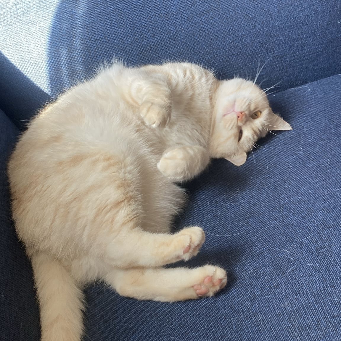 bedava pikaçu ayağınıza geldi sokağa düşmeden yuva olun lütfen