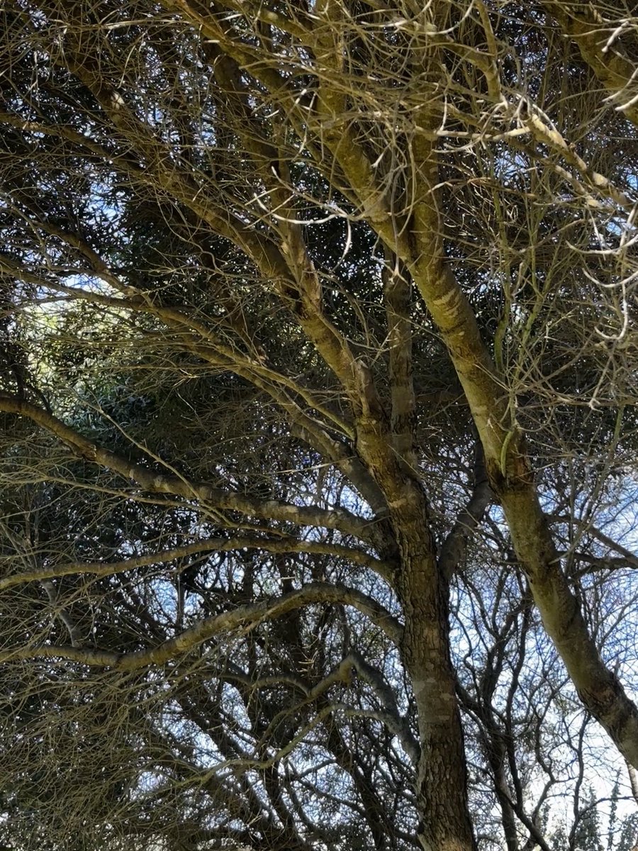 gatvolinthecity's tweet photo. #looking_up #trees on #Friday https://t.co/pQsk873zX7