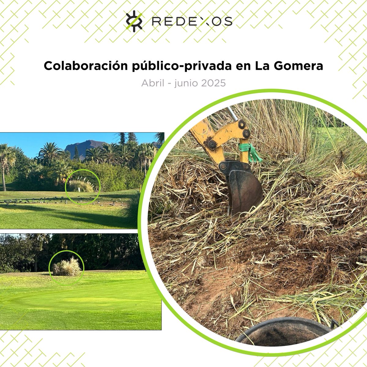Brillante doble colaboración con Tecina Golf y <a href="/CabildoLaGomera/">Cabildo de La Gomera</a>: 1⃣ Se descarta la presencia actual de  𝑃𝑙𝑢𝑐ℎ𝑒𝑎 𝑜𝑣𝑎𝑙𝑖𝑠 en el campo 2⃣Con recursos propios, la instalación retira todos los plumachos (𝐶𝑜𝑟𝑡𝑎𝑑𝑒𝑟𝑖𝑎 𝑠𝑒𝑙𝑙𝑜𝑎𝑛𝑎) para evitar su dispersión 🙌👏