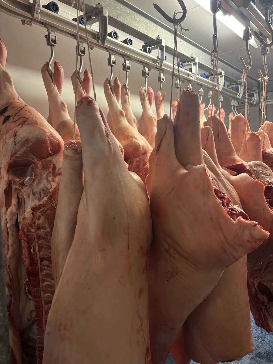 AnnaLongthorp's tweet image. There’s got to be some perks to farm diversification… the walk in 😎❄️
Some nice gear to admire in here too! #fieldtofork #perksofthejob 
Think the fsa might frown upon me rigging up a bed in here 🤔