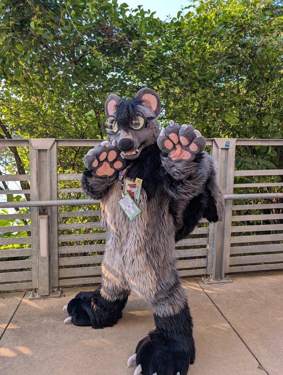 If your friend is at least 6 inches shorter than you, you legally have to stick them in your fursuit. You just gotta

#FursuitFriday
🦨...? : <a href="/Cloudpie_/">Cloud</a>
🧵: <a href="/RitzCostumes/">Ritz Costumes</a>
