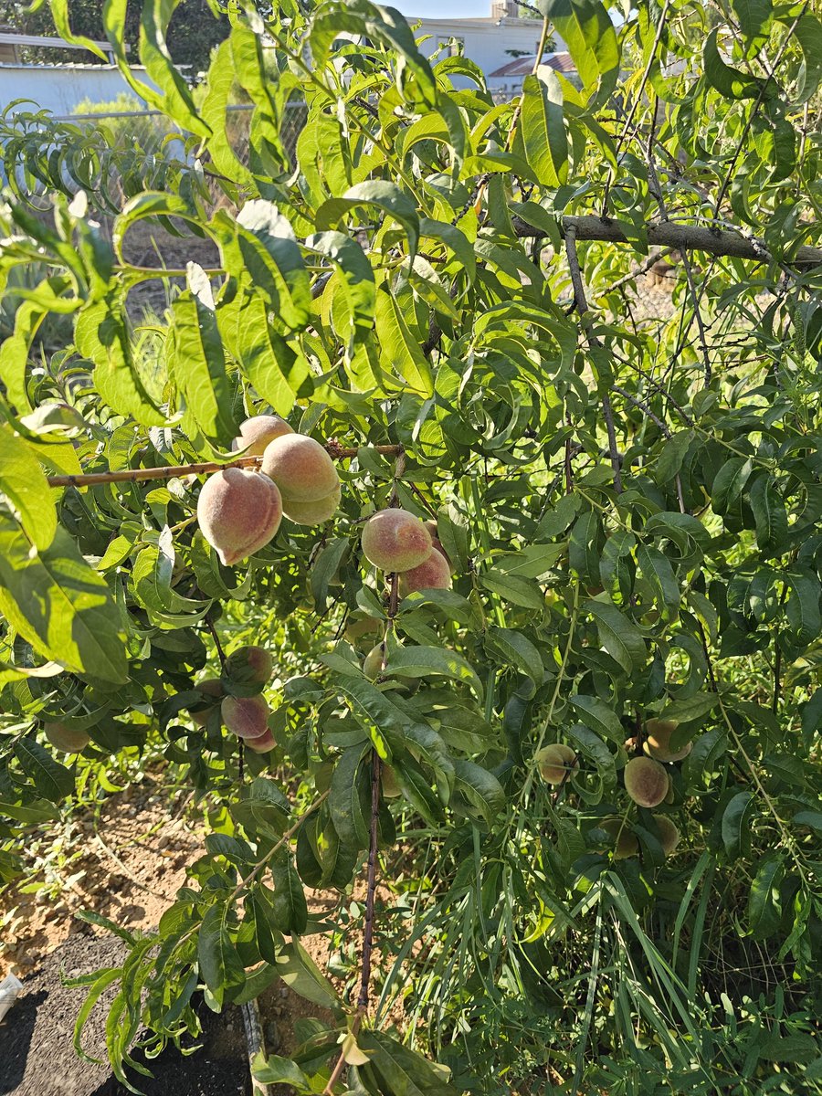 I may not have much, but I have peaches. Can't wait for them to be ready!