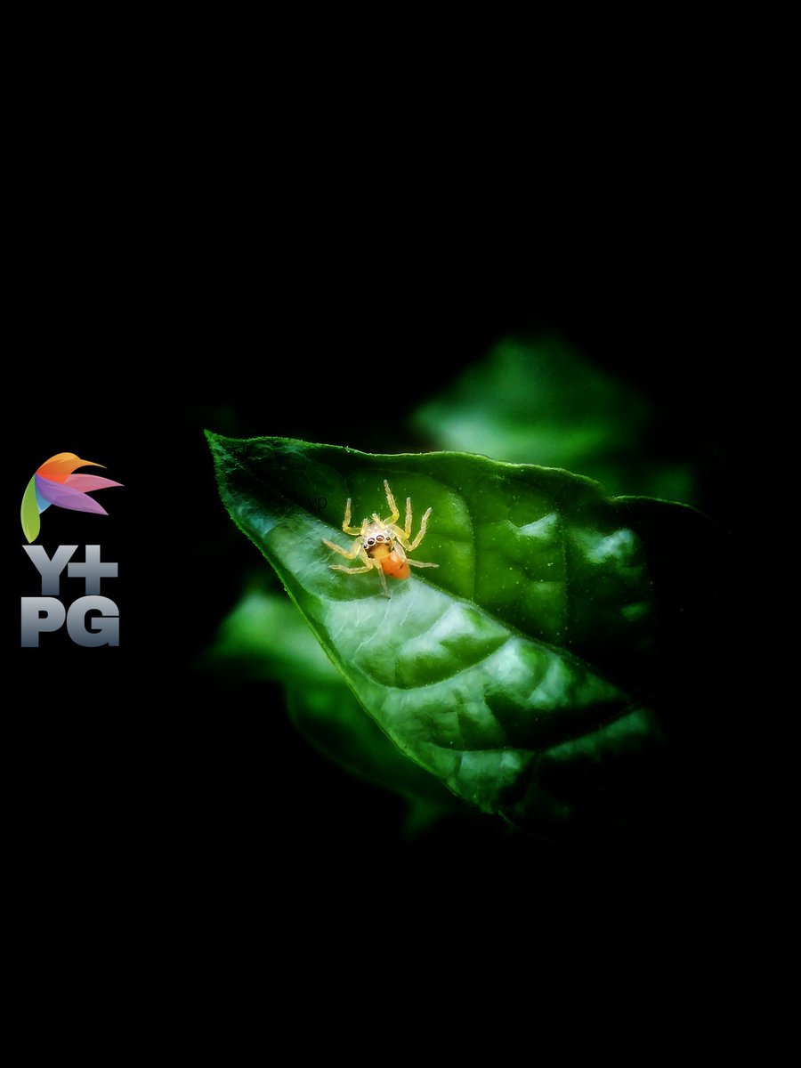 Small jumping spider looks up at camera while hunting in the morning

#photography #photo  #photograph #photooftheday #photographylovers #PhotographyIsArt #nature #naturelove #NatureIsAmazing #naturescenery #naturelover #macro #macrophotography