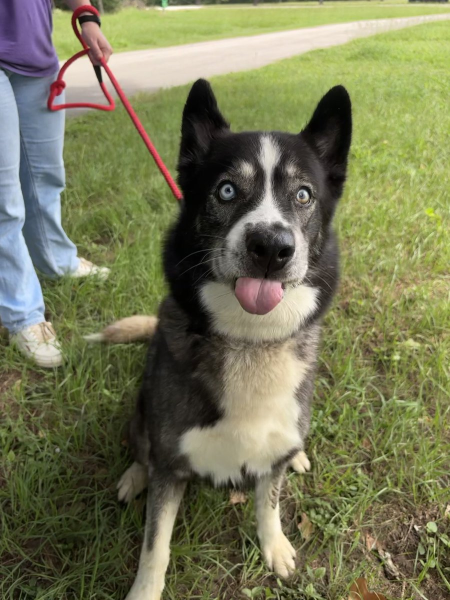 AggielandHumane's tweet image. Moose when he found out he didn’t get adopted on the first day of the Fluff Island Aggieland $7 Adoption Special 😛

Let’s right this wrong y’all, come meet Moose today at noon at Aggieland Humane! 💪