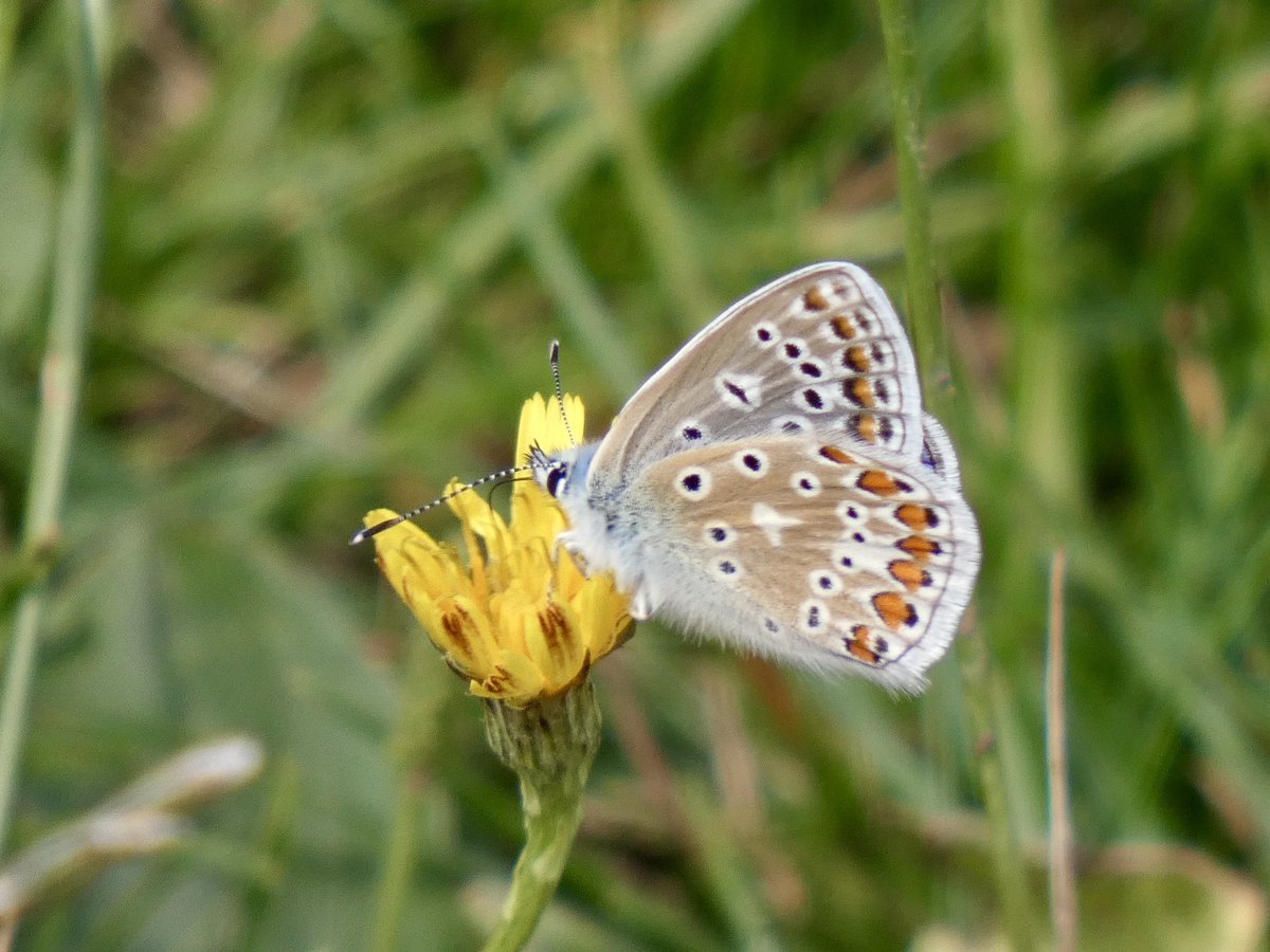 DavidWalsh22's tweet image. Headed to Brantham this morning for my @BC_Suffolk July Wider Countryside Butterfly Survey, my sixth year. Recorded 201 butterflies of 15 species. Previous highs were 184 of 12. Thanks as always to the landowners for granting me access. Common Blue was a site first for me.