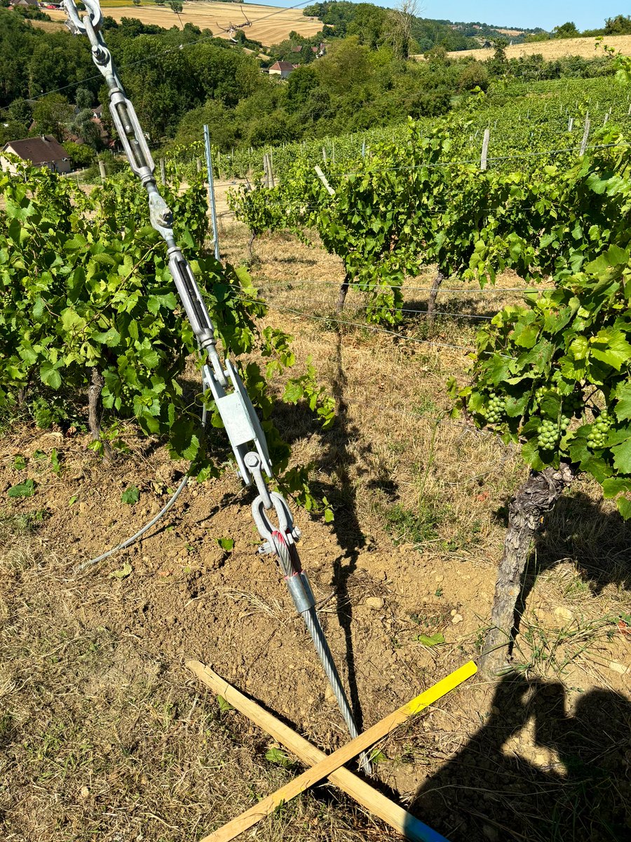 CorinneLaurent's tweet image. Bon, nous voici avec les pylônes temporaires installés ; il va falloir apprendre à travailler différemment dans certains rangs où sont ancrés les haubans. Même chose pour accéder à certaines parcelles. #tempete #hautetension #RTE #stpourcain