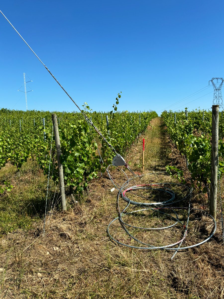CorinneLaurent's tweet image. Bon, nous voici avec les pylônes temporaires installés ; il va falloir apprendre à travailler différemment dans certains rangs où sont ancrés les haubans. Même chose pour accéder à certaines parcelles. #tempete #hautetension #RTE #stpourcain
