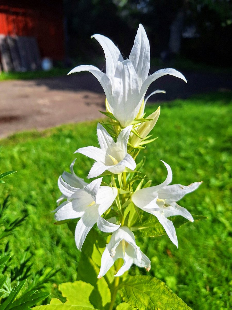 Good evening everyone ☀️ ☁️ 🌸🌿28°C 🥰💞
🌟Campanula latifolia 'Alba'
