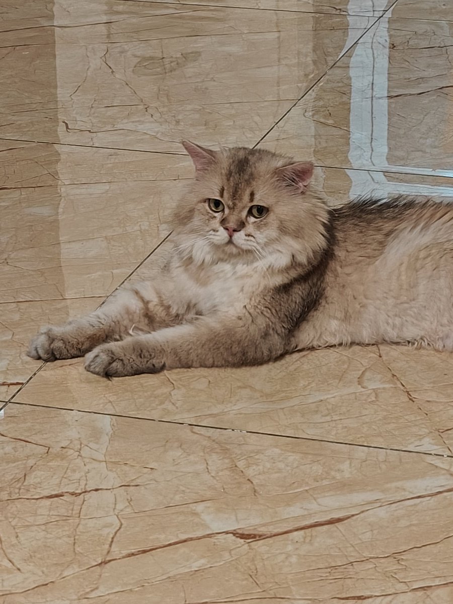 NFT毒奶 🎒 (@nftmilk) on Twitter photo 家里来新猫了 想请假跟猫玩又不想打断 <a href="/Galxe/">Galxe</a> 银河 #Starboard 的每日打卡 那么就继续吧: 🌌
0GM <a href="/0G_labs/">0G Labs (Ø,G) - AI L1</a> 去中心化AI领域的领先者 🐼
0G的Galileo测试网取得了显著成就 👇
总地址数超过1600万
交易数超过1.9亿
合约数超过1200万
这组数据展示了 <a href="/0G_labs/">0G Labs (Ø,G) - AI L1</a> 在可扩展性方面的突破 家里来新猫了 想请假跟猫玩又不想打断 <a href="/Galxe/">Galxe</a> 银河 #Starboard 的每日打卡 那么就继续吧: 🌌
0GM <a href="/0G_labs/">0G Labs (Ø,G) - AI L1</a> 去中心化AI领域的领先者 🐼
0G的Galileo测试网取得了显著成就 👇
总地址数超过1600万
交易数超过1.9亿
合约数超过1200万
这组数据展示了 <a href="/0G_labs/">0G Labs (Ø,G) - AI L1</a> 在可扩展性方面的突破