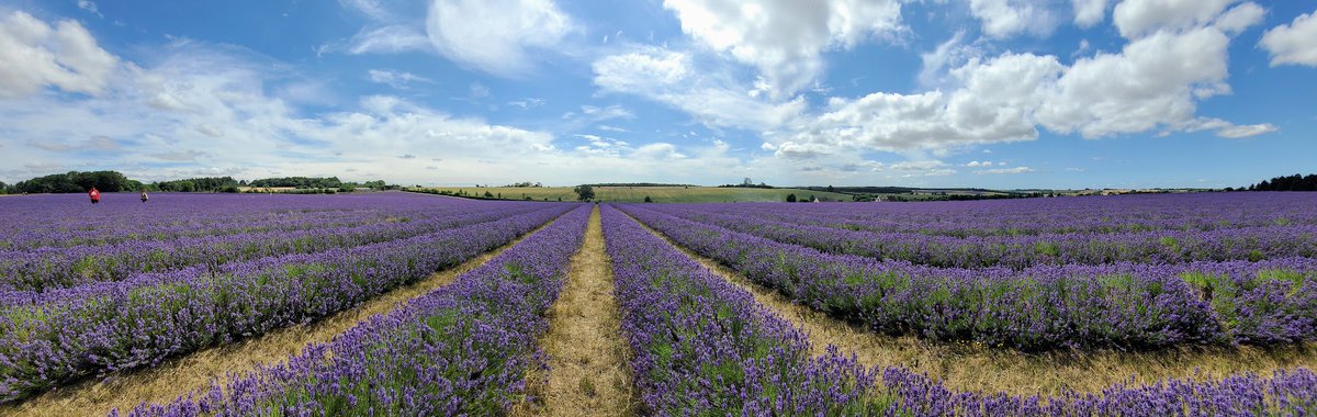 Daily Picture Theme (@dailypictheme2) on Twitter photo Saturday, 19th July
Today's Daily Picture Theme is 'Pano' with our friends <a href="/PanoPhotos/">Panoramas ๐ธ๐ฑ</a>
RT or reply with your own photo
Tomorrow's theme will be 'Wonder'
#DailyPictureTheme
Glorious fields of lavender #pano Saturday, 19th July
Today's Daily Picture Theme is 'Pano' with our friends <a href="/PanoPhotos/">Panoramas ๐ธ๐ฑ</a>
RT or reply with your own photo
Tomorrow's theme will be 'Wonder'
#DailyPictureTheme
Glorious fields of lavender #pano