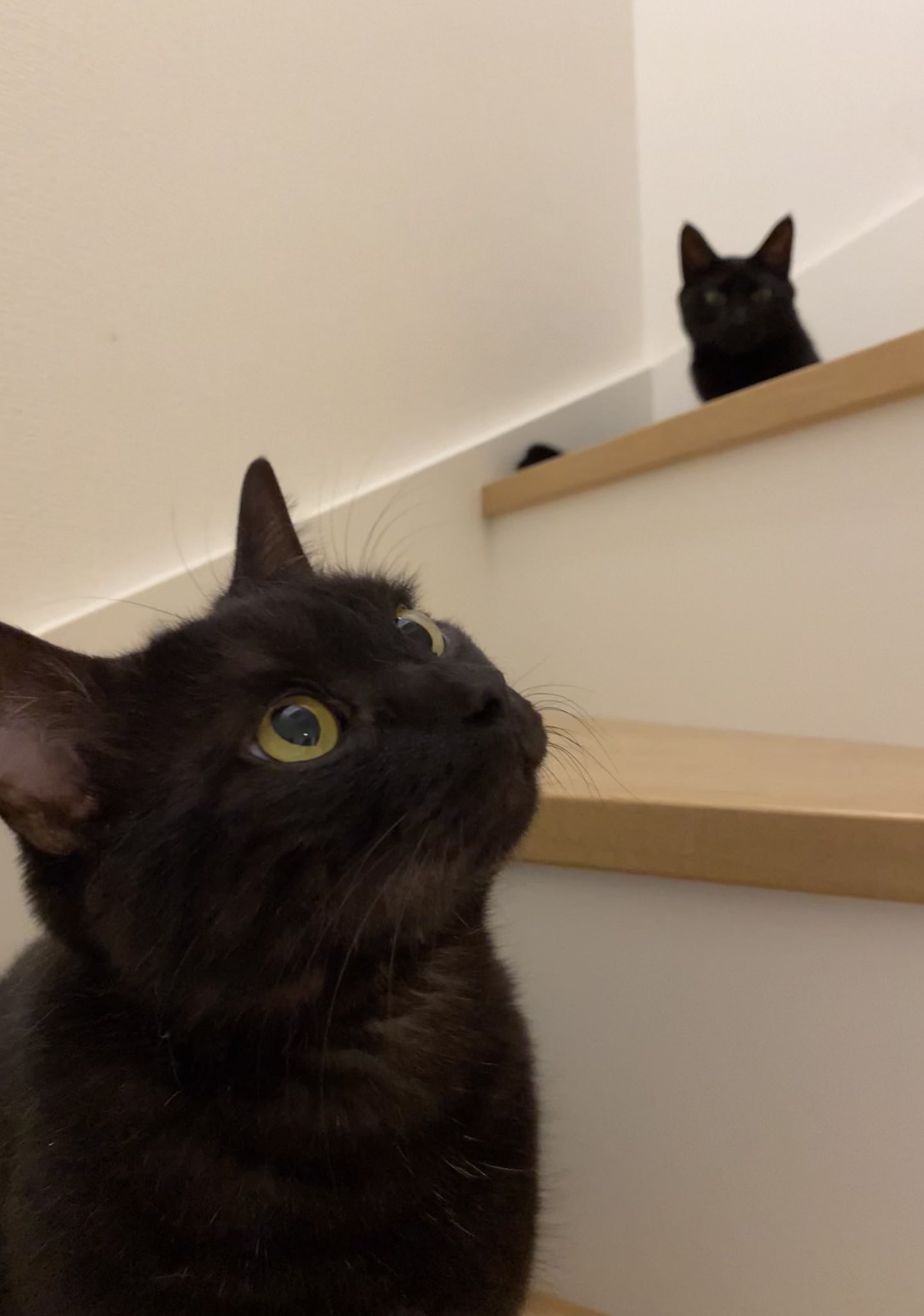 チビビ🐈‍⬛🐈‍⬛ on X: 
