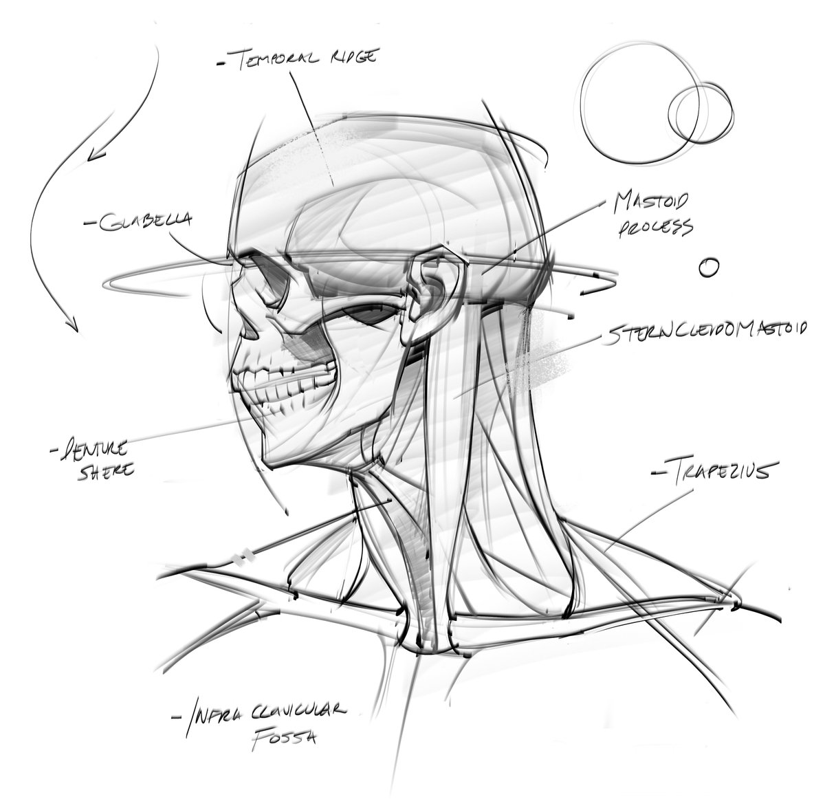 Morning anatomy sketch of the skull! and neck muscles! #neck #skull #anatomy #humananatomy #gottogetbetter #drawing #art #sketches #teeth #jaw #trapezius #lineart #figuredrawing #gesturedrawing #goals
