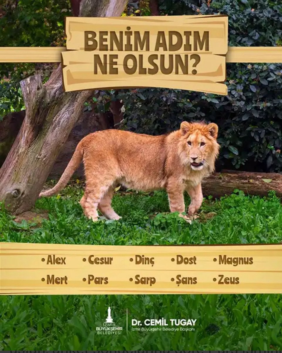 🟥 Yavru aslan Pars öldü.
Sasalı Doğal Yaşam Parkı’na teslim edildi.
Reklamı yapıldı.
Ama güvenlik önlemi alınmadan büyük aslanların yanına salındı.
Ve boynu kırılarak öldürüldü.

Bu kaza değil, ihmaldir.
Hesap verin!

#ParsİçinAdalet
#SasalıSorumlu
#HayvanatBahçeleriKapatılsın