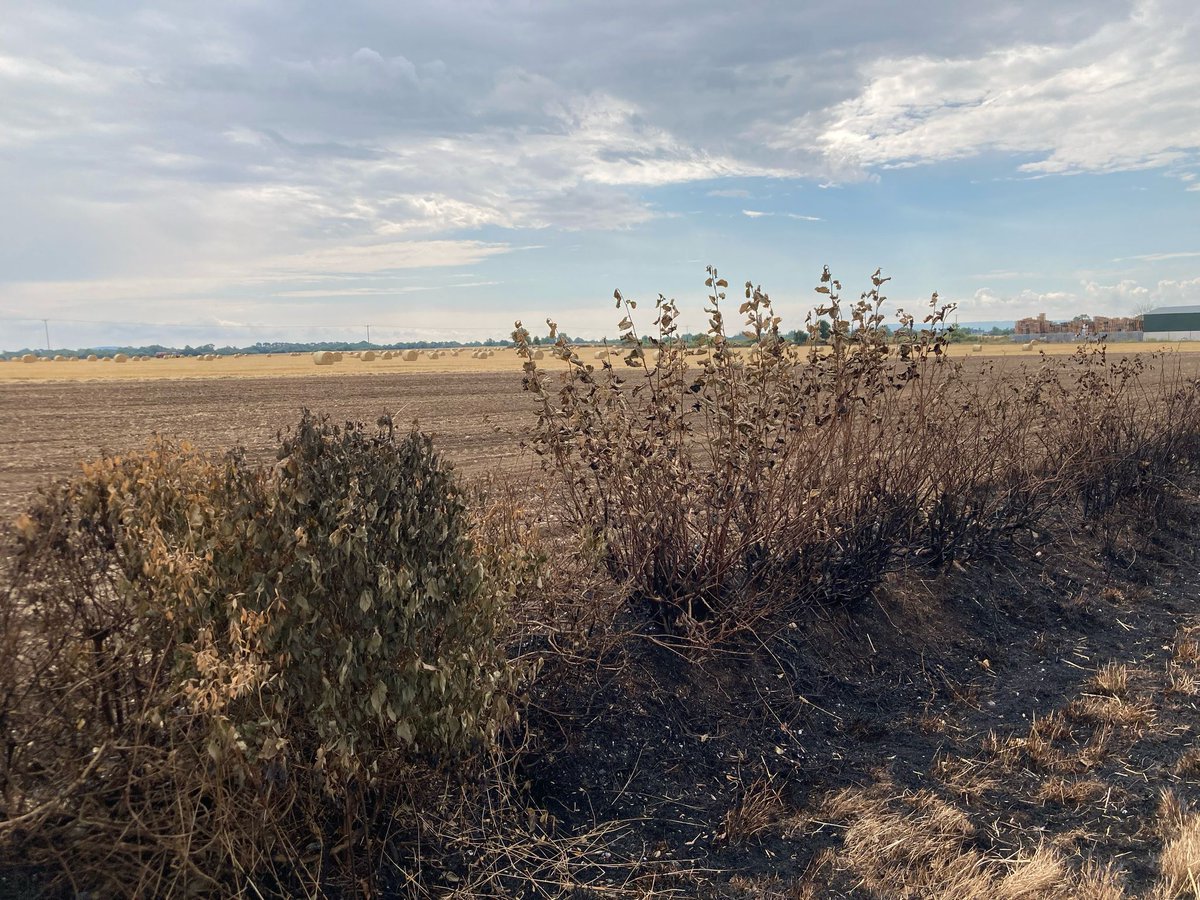 Teagasc (@teagasc) on Twitter photo In very dry and hot periods, there is a real crop or straw loss risk from fire. Dermot Forristal of <a href="/TeagascCrops/">Teagasc Tillage Team</a> offers some key tips to lessen the risk: bit.ly/44ICYUL In very dry and hot periods, there is a real crop or straw loss risk from fire. Dermot Forristal of <a href="/TeagascCrops/">Teagasc Tillage Team</a> offers some key tips to lessen the risk: bit.ly/44ICYUL