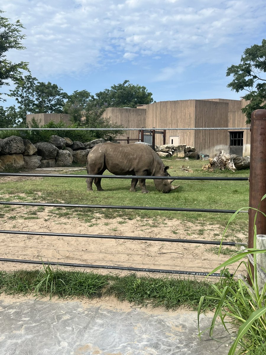 Met a Rhino named “KJ”<a href="/KamarrionFergu1/">Kamarrion Ferguson</a>