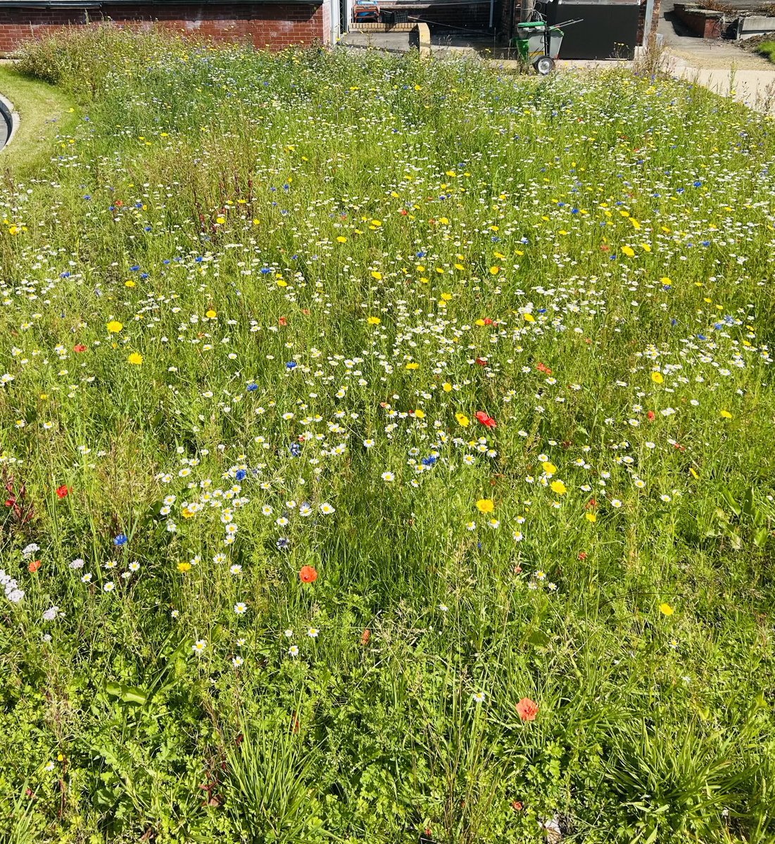 New wildflower meadow at Oldham Council Environmental building ⁦<a href="/OldhamCouncil/">Oldham Council</a>⁩