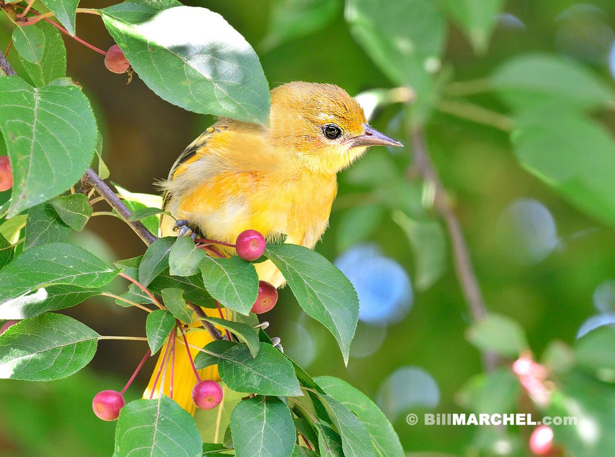 In dappled, early morning light, this image of a fledgling Baltimore Oriole takes on the look of a pastel watercolor painting.