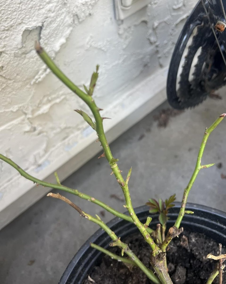 🧨Explosive Testimonial from a Fresh Grower!!🧨

Shirley Koo: "Amazing products!"
"Amazing products. After I water my flower with it. The second day. I show buds have glown on the flower stem. Really make me surprise." 

#Plant #Rootgrowth #Dynomyco #Livingsoil #Gardening