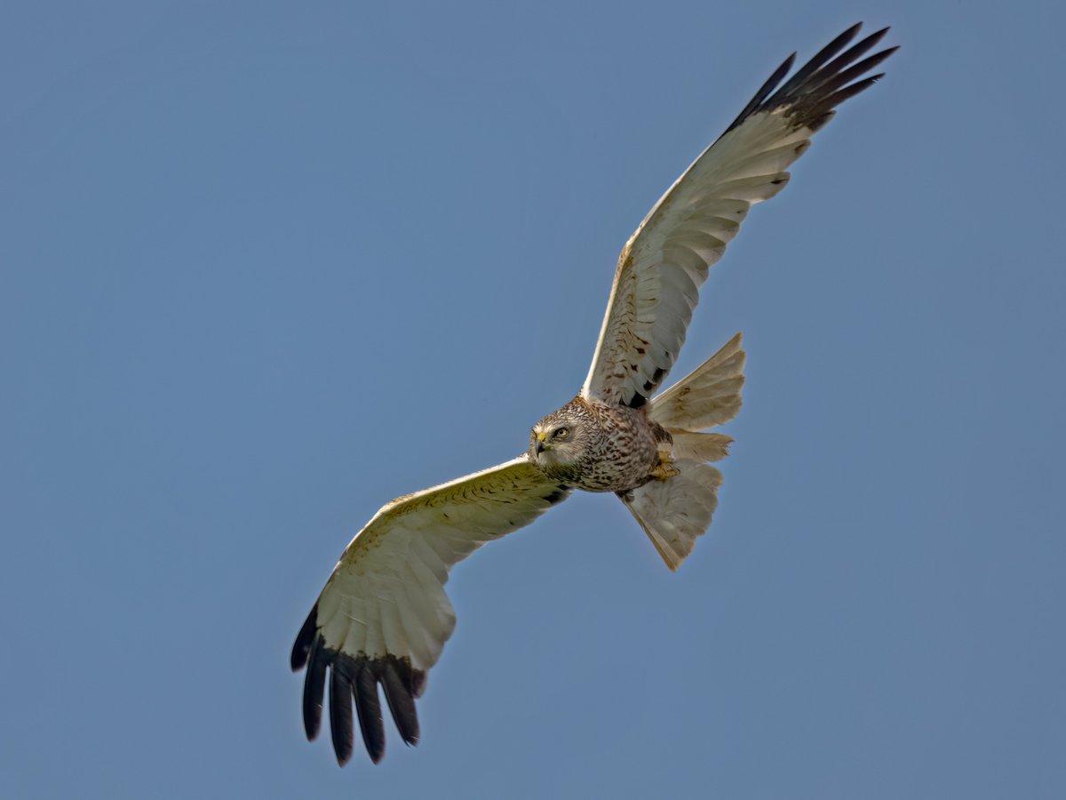 Brian Martin (@briansmrtyr1) on Twitter photo Glad he's not looking at meπ¨,
Marsh Harrier on the hunt.
<a href="/teesbirds1/">teesbirds</a> @DurhamBirdclub <a href="/teeswildlife/">Tees Wildlife</a> <a href="/Natures_Voice/">RSPB</a> <a href="/NatureUK/">NatureUK</a> <a href="/WildlifeMag/">BBC Wildlife</a> <a href="/BBCSpringwatch/">BBC Springwatch</a>
#birdwatching #wildlifephotography #birds Glad he's not looking at meπ¨,
Marsh Harrier on the hunt.
<a href="/teesbirds1/">teesbirds</a> @DurhamBirdclub <a href="/teeswildlife/">Tees Wildlife</a> <a href="/Natures_Voice/">RSPB</a> <a href="/NatureUK/">NatureUK</a> <a href="/WildlifeMag/">BBC Wildlife</a> <a href="/BBCSpringwatch/">BBC Springwatch</a>
#birdwatching #wildlifephotography #birds