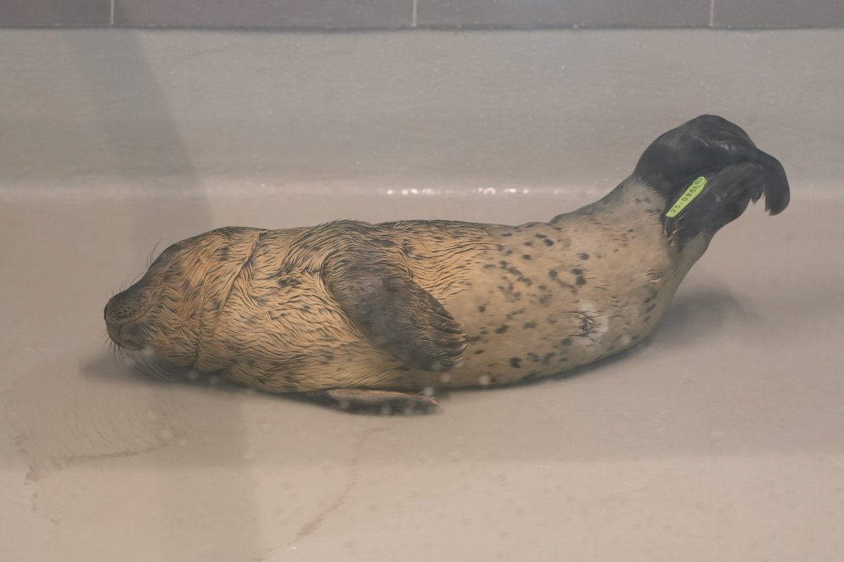 ijsje_ice_cream's tweet image. Selene 🦭💤
#アザラシ幼稚園
#zeehondencentrum
#WECWaddenzee