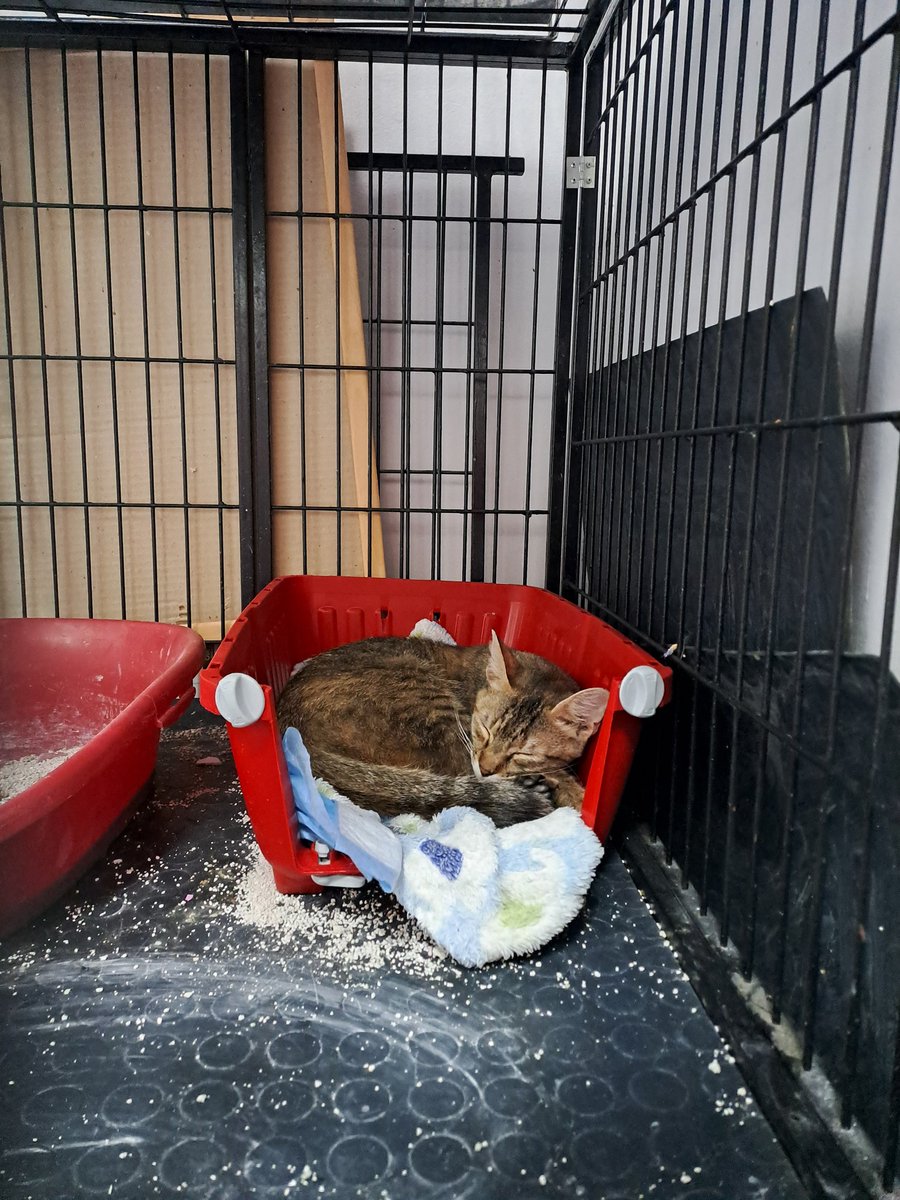 Сербские, прошу репоста!
В нашей ветклинике до понедельника обитают Сивко и Мими, затем их вернут на улицу. У Сивко отсутствует часть мышц и кожи на задней лапе, но это ему совершенно не мешает. Очень ласковый кот 3-4 лет, FIV/FeLV отрицательно.