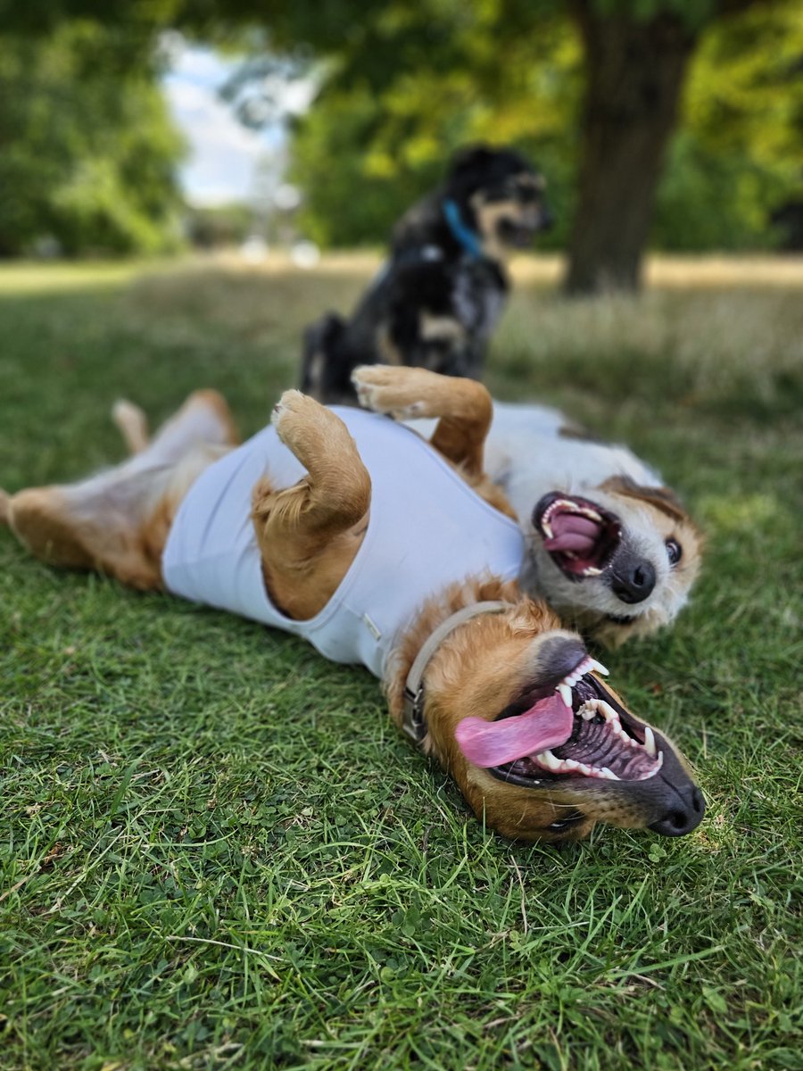 chocom0chi's tweet image. Yay... weekend is here..
Happy Weekend ๐
Keep your dogs away from the heat, if it's too hot for you then it will be even much hotter for them
Stay COOL ๐พ