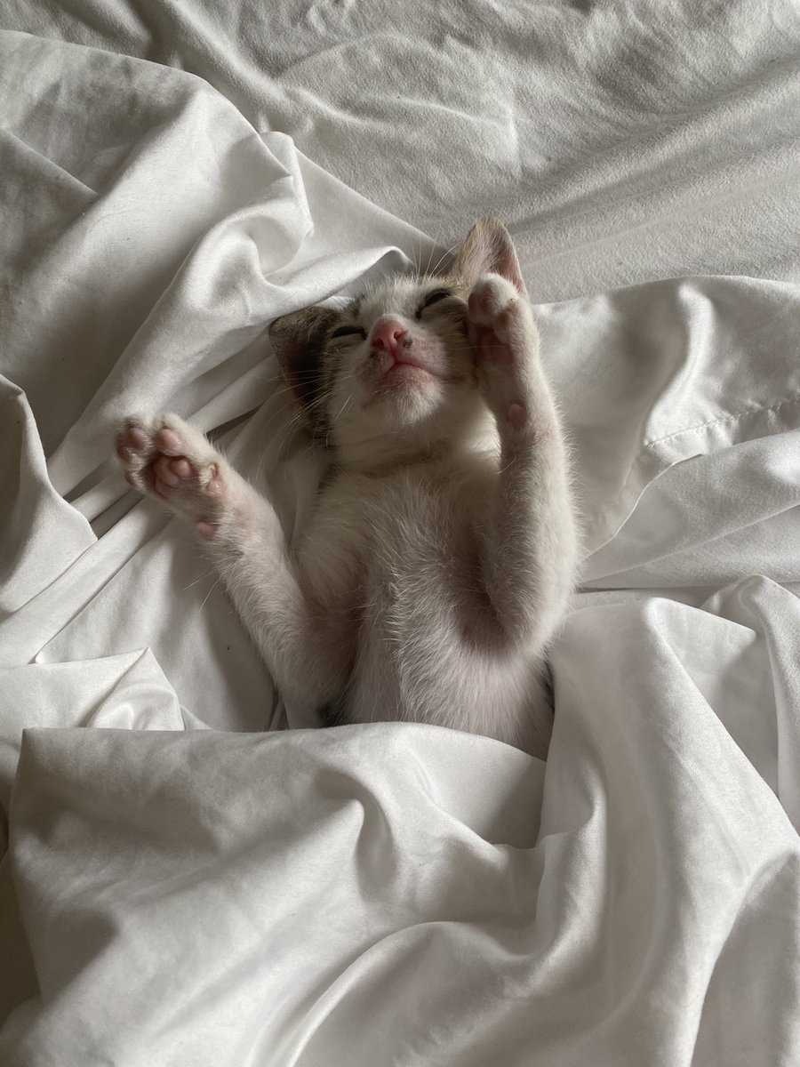 SojeeJs's tweet image. 💤