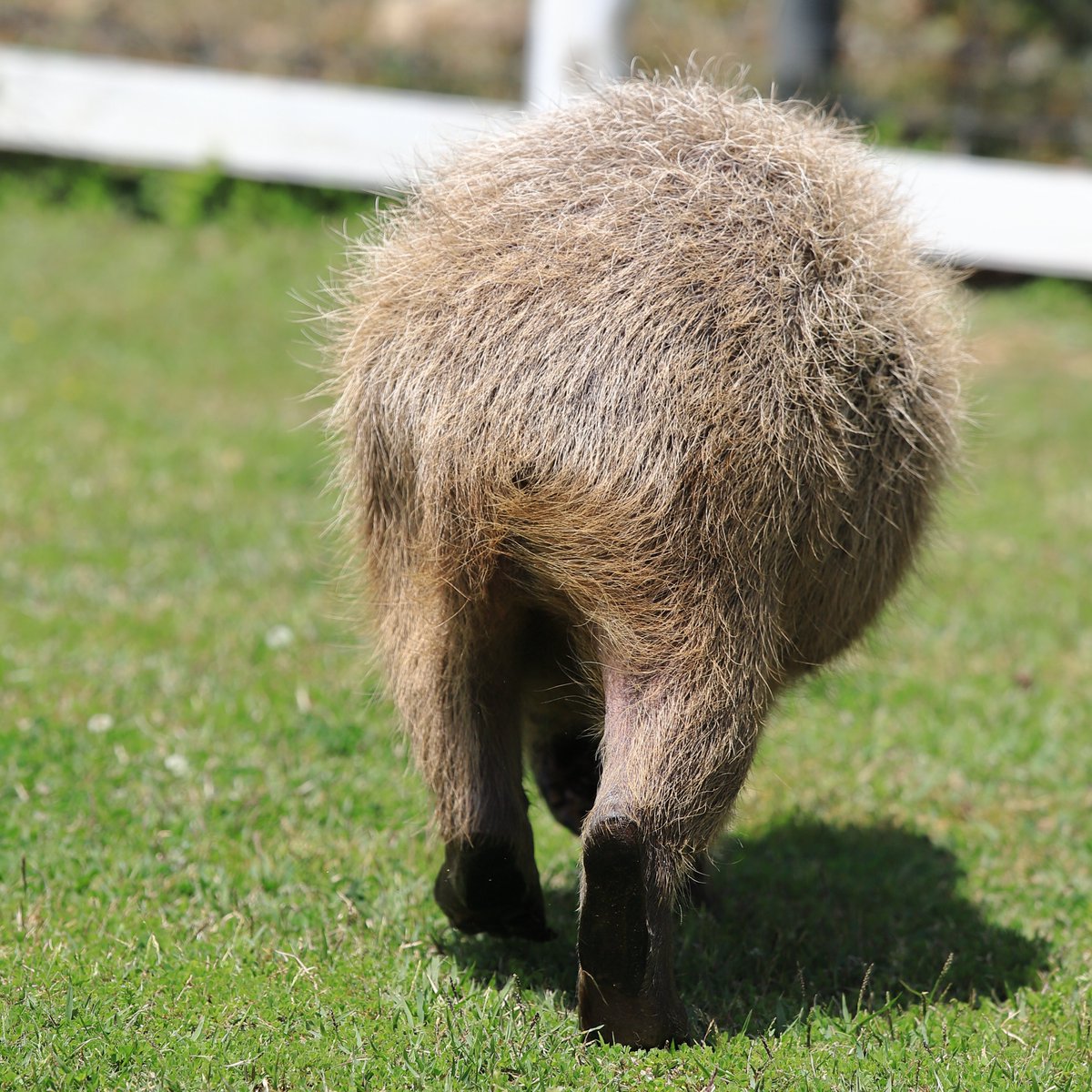 Capybara_siesta's tweet image. 芝目 よみよみ #けつようび
#カピバラ #おかやまフォレストパーク ドイツの森 #capybara