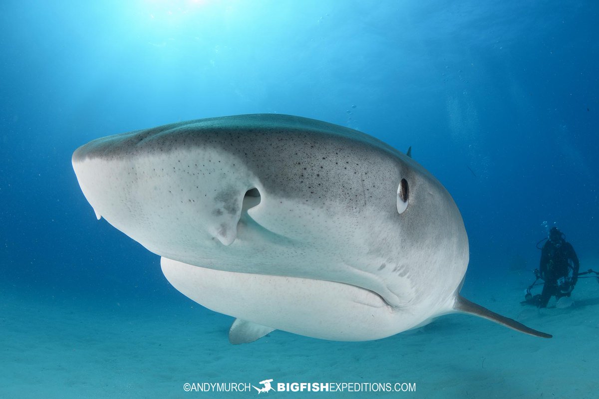 BigFishTrips's tweet image. Jitterbug (aka Butt Face) is one of Tiger Beach's most boisterous sharks. She is an easy shark to get images and video of because she is bold and curious, but when she is around, keep your head on a swivel!
Join us next February: bigfishexpeditions.com/trips/scuba-di…