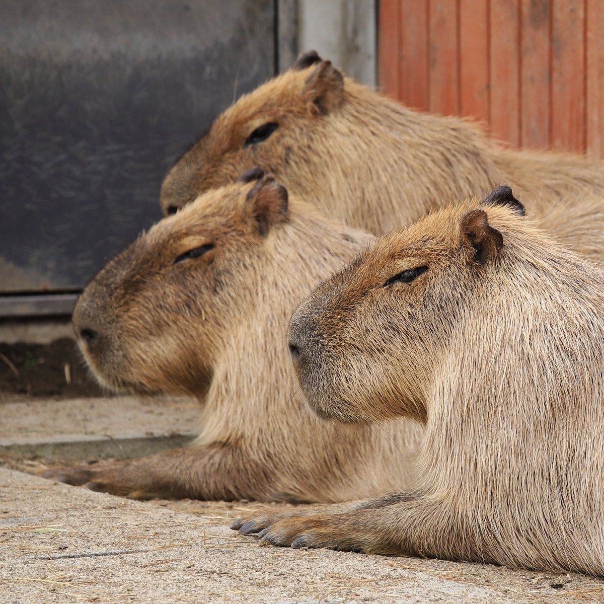 Capybara_siesta's tweet image. けつようび に同じく、探したくなる Self Control ジャケ写。木根さん、もぅちょっと前出て…
#カピバラ #八木山動物公園 #仙台 #capybara #FANKS