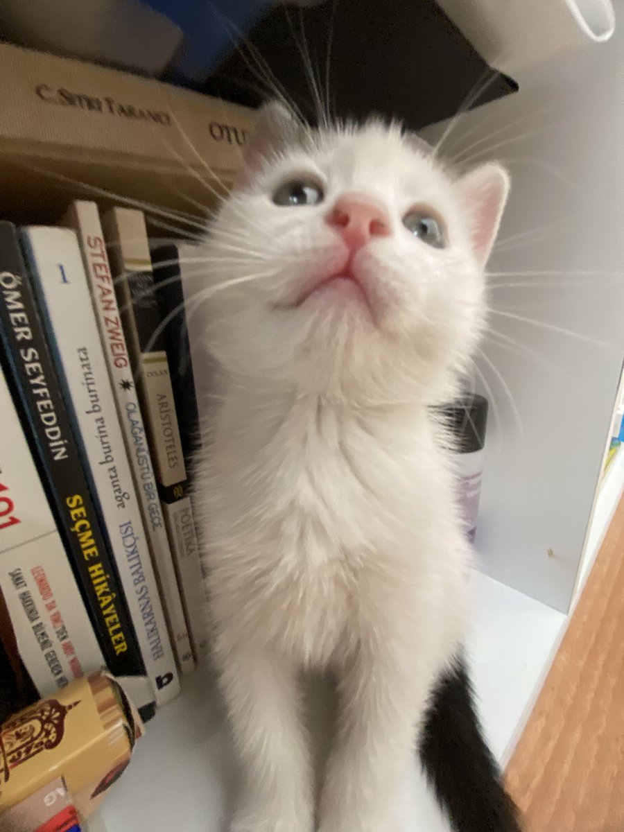 Yuva arıyorrrrr!!! İki aylık olduğunu düşünüyoruz, oyuncu sevgi delisi bir kiz!!!!! İstanbul