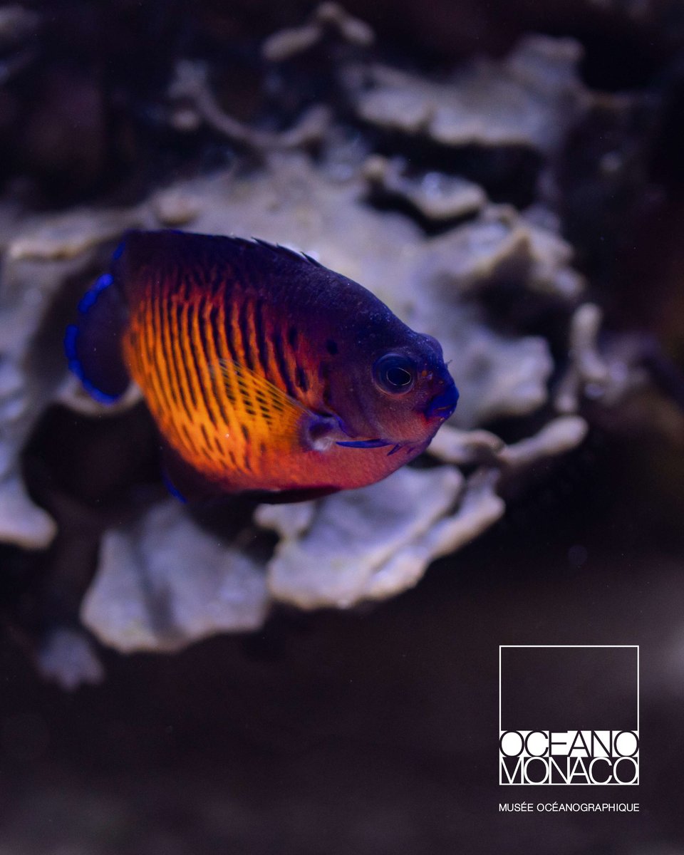 OceanoMonaco's tweet image. Le Poisson-ange nain de Potter (Centropyge potteri)🐠✨
Avec ses couleurs flamboyantes allant de l’orange vif au bleu électrique, le Poisson-ange nain de Potter illumine le lagon tropical du Musée. 🩵