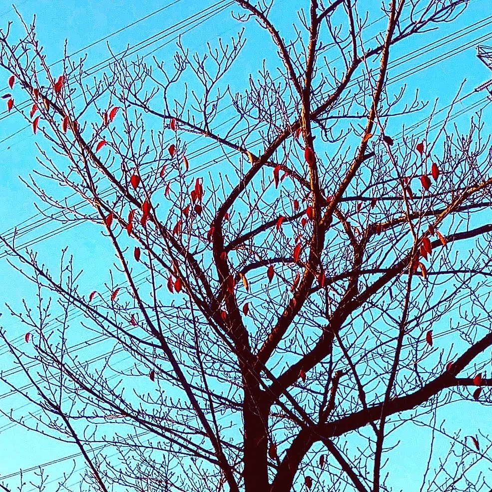 Single tree!!!