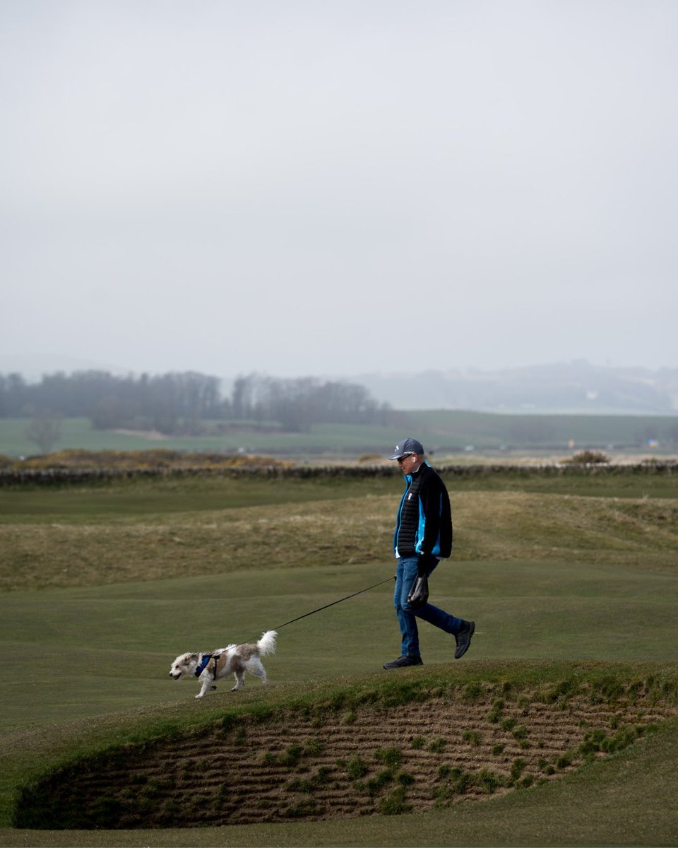 TheHomeofGolf's tweet image. Is there a better place for a W-A-L-K? 

You never have to go far to find a dog out for a stroll around the Home of Golf. 

#StAndrews #HomeOfGolf #Dogs