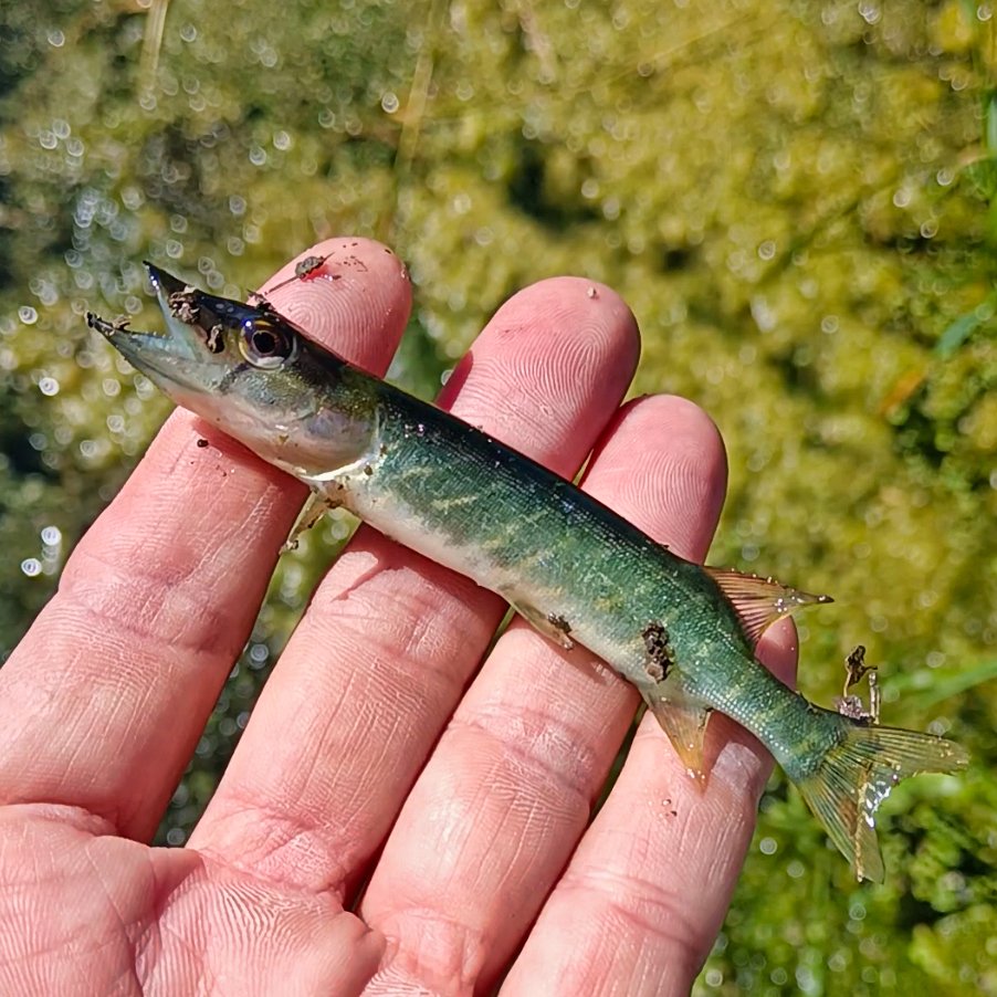 mitchellsnik's tweet image. It's a sad sight in our rivers right now. As water temperatures climb, water loses its ability to hold vital oxygen. Add to that the nitrate runoff from nearby fields, and we're seeing devastating algal blooms. The result? Widespread fish deaths
#WarmWaterWarning #OxygenCrisis