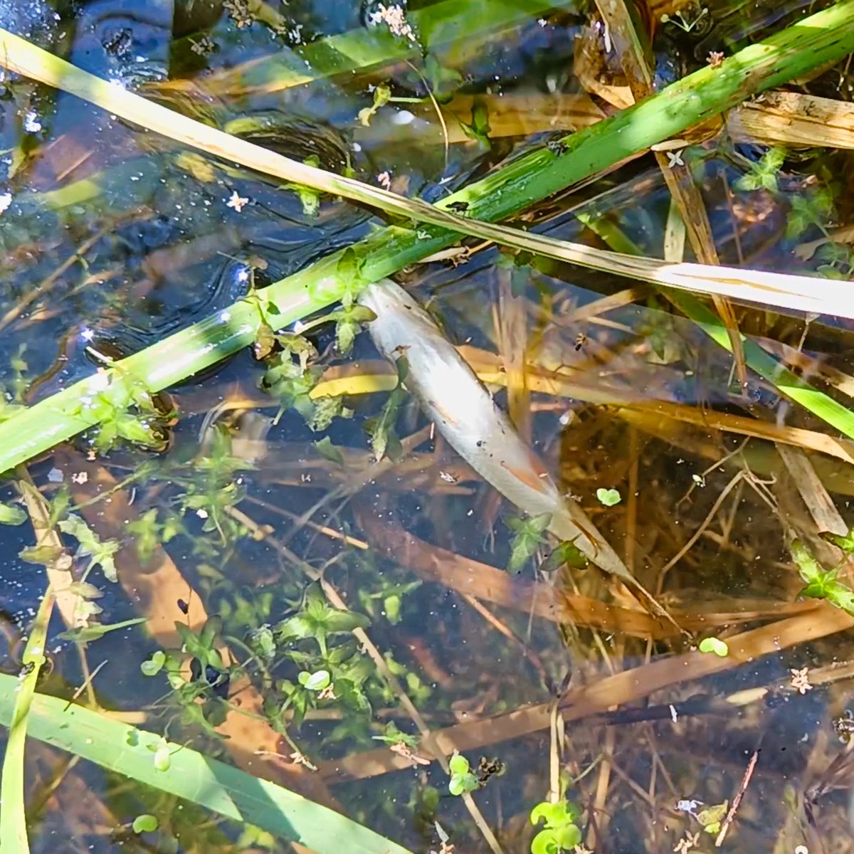 mitchellsnik's tweet image. It's a sad sight in our rivers right now. As water temperatures climb, water loses its ability to hold vital oxygen. Add to that the nitrate runoff from nearby fields, and we're seeing devastating algal blooms. The result? Widespread fish deaths
#WarmWaterWarning #OxygenCrisis