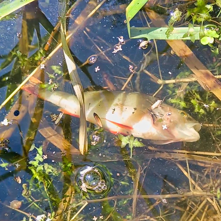 mitchellsnik's tweet image. It's a sad sight in our rivers right now. As water temperatures climb, water loses its ability to hold vital oxygen. Add to that the nitrate runoff from nearby fields, and we're seeing devastating algal blooms. The result? Widespread fish deaths
#WarmWaterWarning #OxygenCrisis