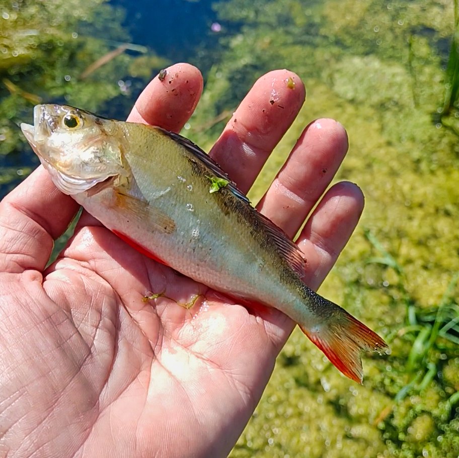 mitchellsnik's tweet image. It's a sad sight in our rivers right now. As water temperatures climb, water loses its ability to hold vital oxygen. Add to that the nitrate runoff from nearby fields, and we're seeing devastating algal blooms. The result? Widespread fish deaths
#WarmWaterWarning #OxygenCrisis